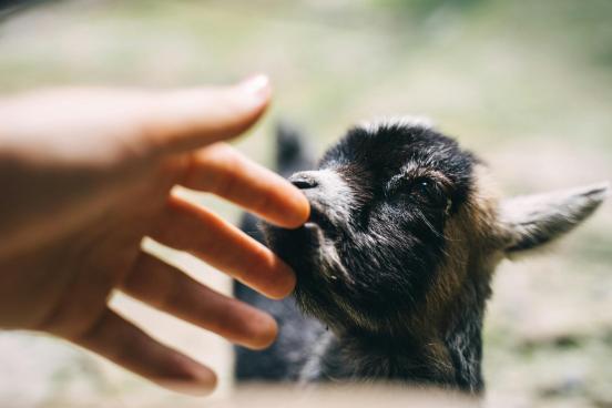 hand petting a baby goat