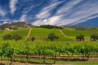 Vineyards on a hill with a blue sky and clouds