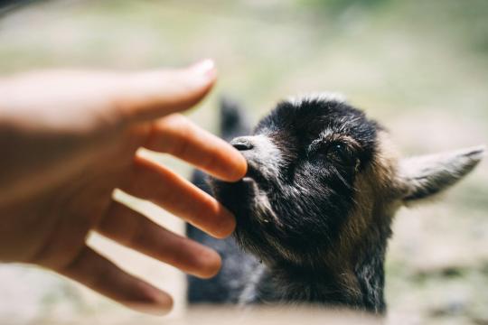 hand petting a baby goat