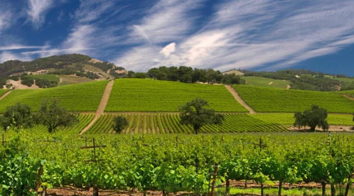 Vineyards on a hill with a blue sky and clouds