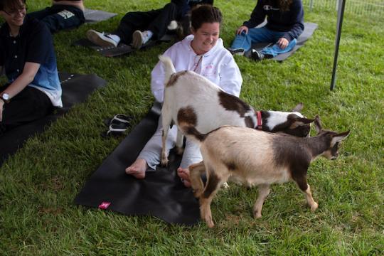 Goat Yoga