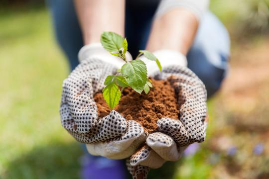 Person Holding Plant